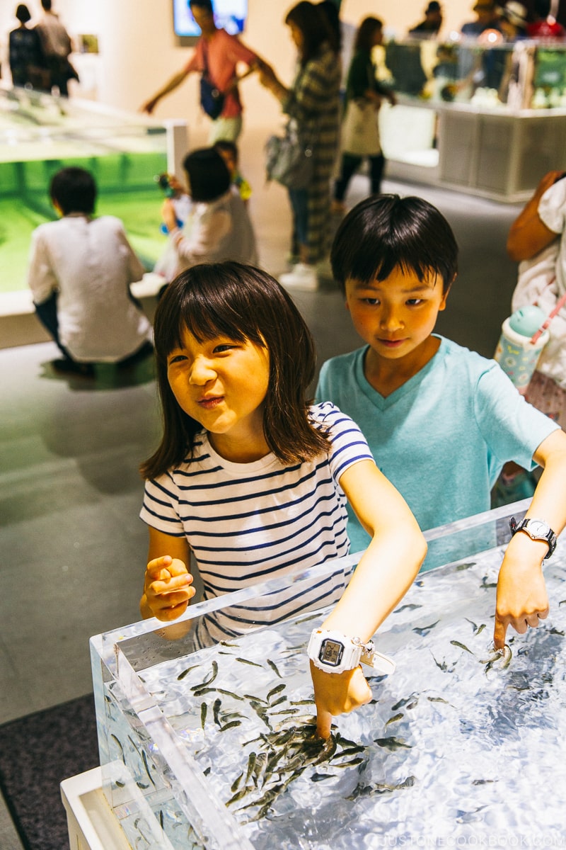 fish nibbling on children's fingers at NIFREL - Osaka Guide: Expocity | www.justonecookbook.com
