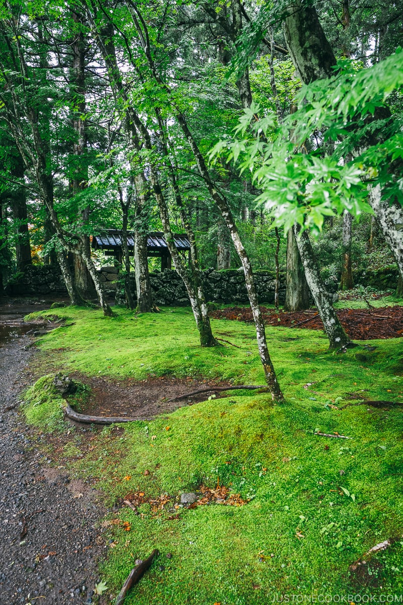 beautiful moss and trees near Kanmangafuchi Abyss 憾満ヶ淵- Places to Visit and Things to do in Nikko | www.justonecookbook.com