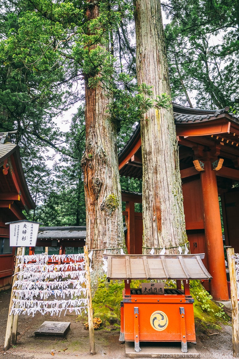 Nikko Futarasan Jinja husband and wife tree - Places to Visit and Things to do in Nikko | www.justonecookbook.com