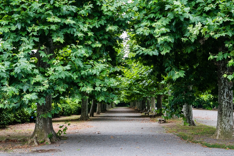 Avenue of Sycamore Trees inside Shinjuku Gyoen National Garden - Lost Wallet in Japan What to Do | www.justonecookbook.com 