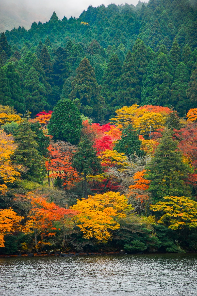 leaves changing color in Japan - Insiders' Guide for For First Time Visitors to Japan | www.justonecookbook.com