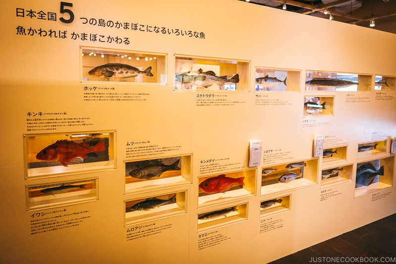 wall with types of fish used to make kamaboko - Make Fish Cakes at Suzuhiro Kamaboko Museum | www.justonecookbook.com 