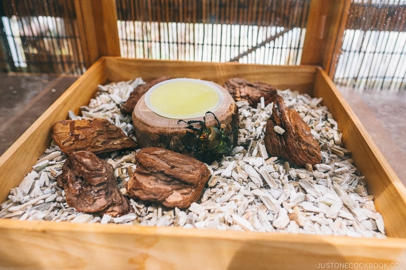 Japanese rhinoceros beetles in a case