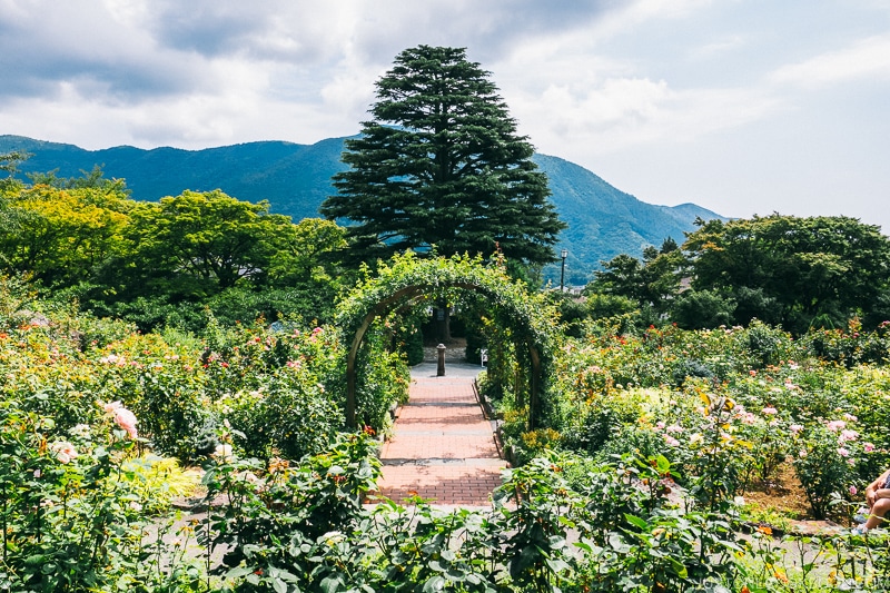 Rose garden at Hakone Gora Park - Hakone Gora Travel Guide | www.justonecookbook.com