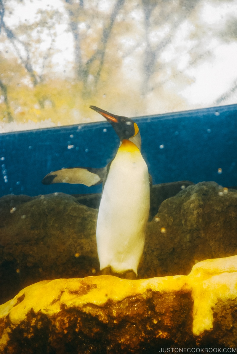 penguins at Hakone-en Aquarium - Hakone Lake Ashi Guide | www.justonecookbook.com