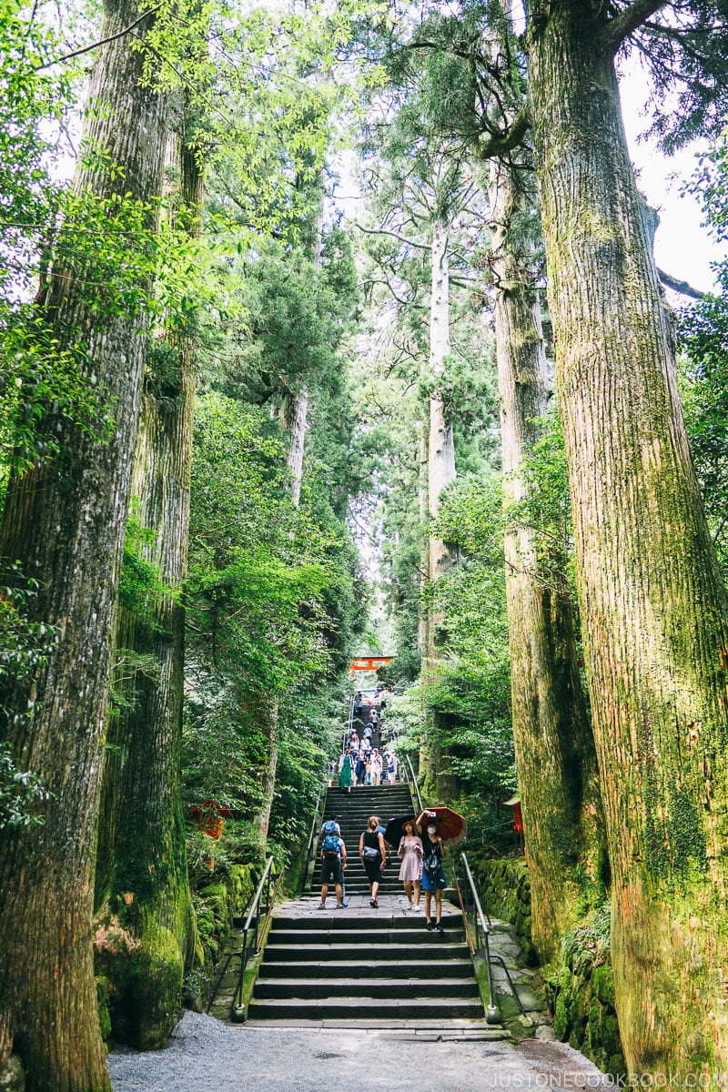 steps leading to Hakone Shrine lined by tall trees - Hakone Lake Ashi Guide | www.justonecookbook.com 