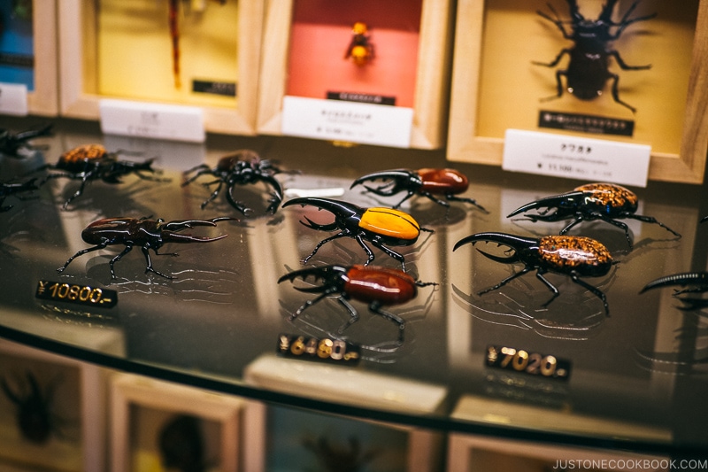 Glass Japanese rhinoceros beetle for sale - The Fabulous Museums in Hakone | www.justonecookbook.com 