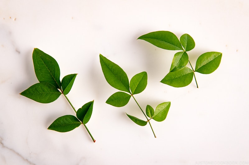 Nanten (nandina, heavenly bamboo or sacred bamboo)