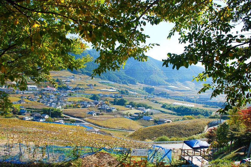 Vineyards covering the nearby hills - - Yamanashi Fruit Picking and Wine Tasting | www.justonecookbook.com 