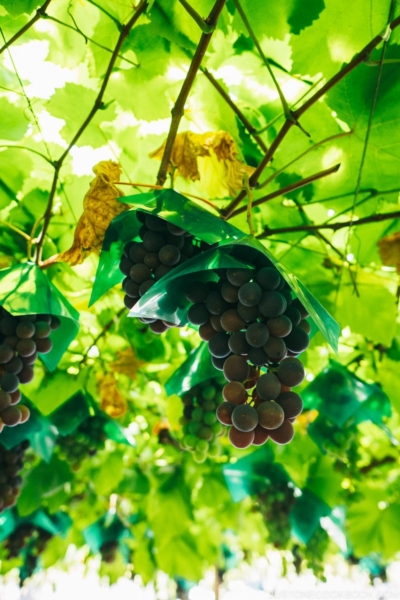grapes at vineyard - Yamanashi Fruit Picking and Wine Tasting | www.justonecookbook.com