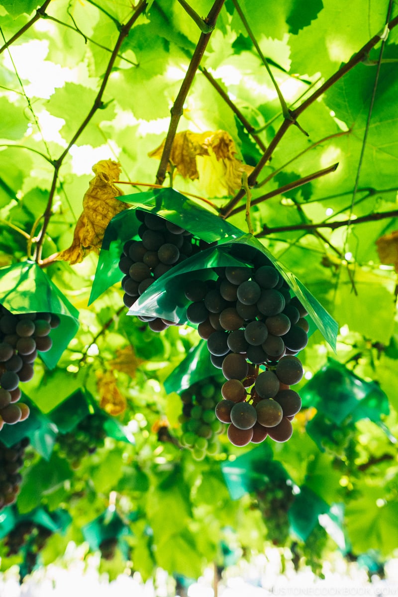 grapes on vines - - Yamanashi Fruit Picking and Wine Tasting | www.justonecookbook.com 