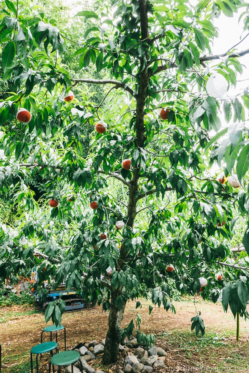 white peach tree - - Yamanashi Fruit Picking and Wine Tasting | www.justonecookbook.com 