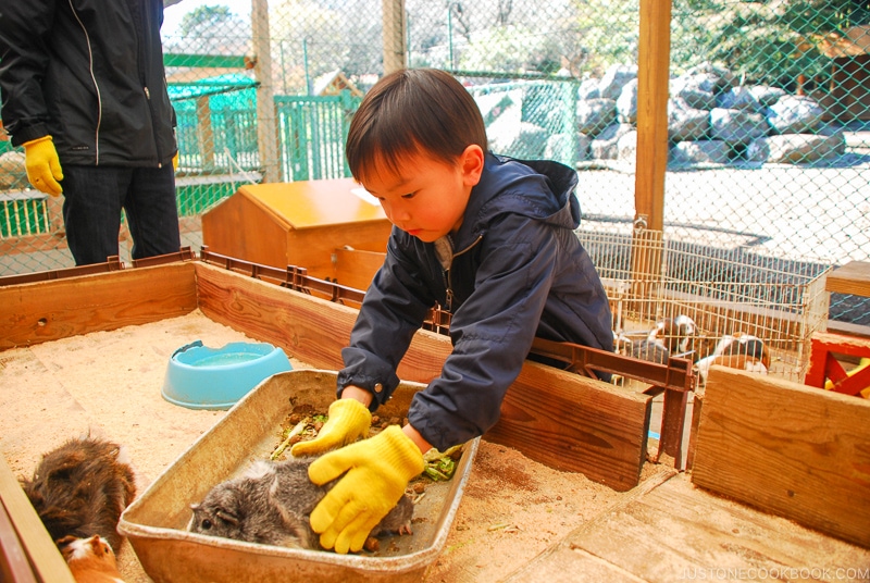 Boy playing with guinea pig - Things to do around Lake Kawaguchi | www.justonecookbook.com 