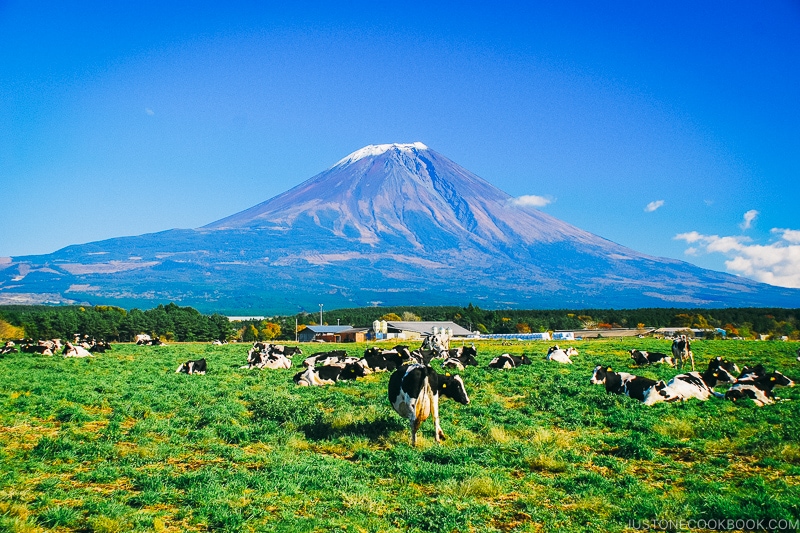 view of Mt. Fuji with cows in pasture pasture - Things to do around Lake Kawaguchi | www.justonecookbook.com 