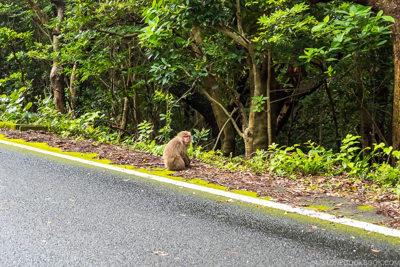 monkey next to the road - Yakushima Travel Guide | www.justonecookbook.com