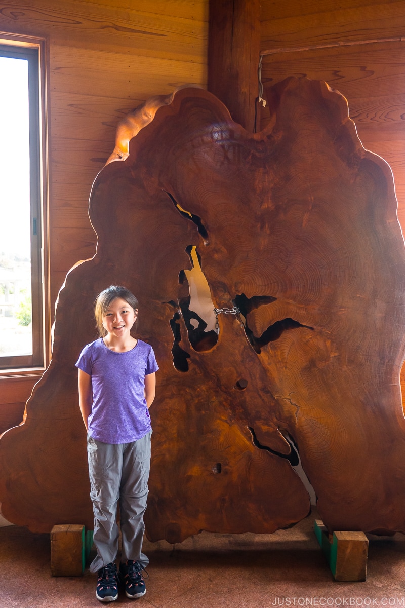 girl standing in front of a large cedar tree cross-section - Yakushima Travel Guide | www.justonecookbook.com 