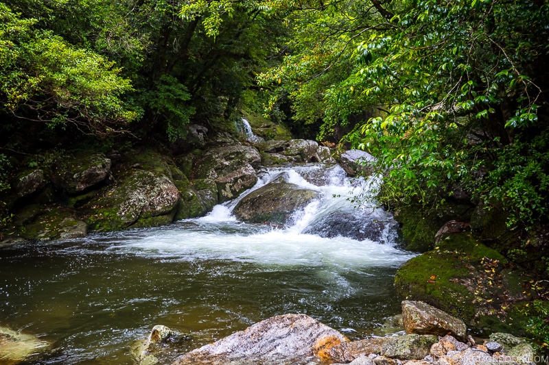 river and small pond at Shiratani Unsui Gorge - Yakushima Travel Guide | www.justonecookbook.com 