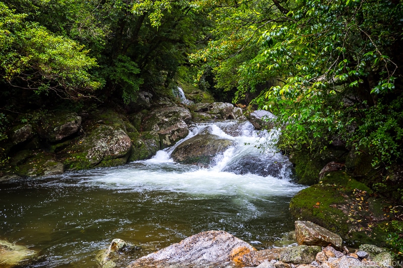 river and small pond at Shiratani Unsui Gorge - Yakushima Travel Guide | www.justonecookbook.com