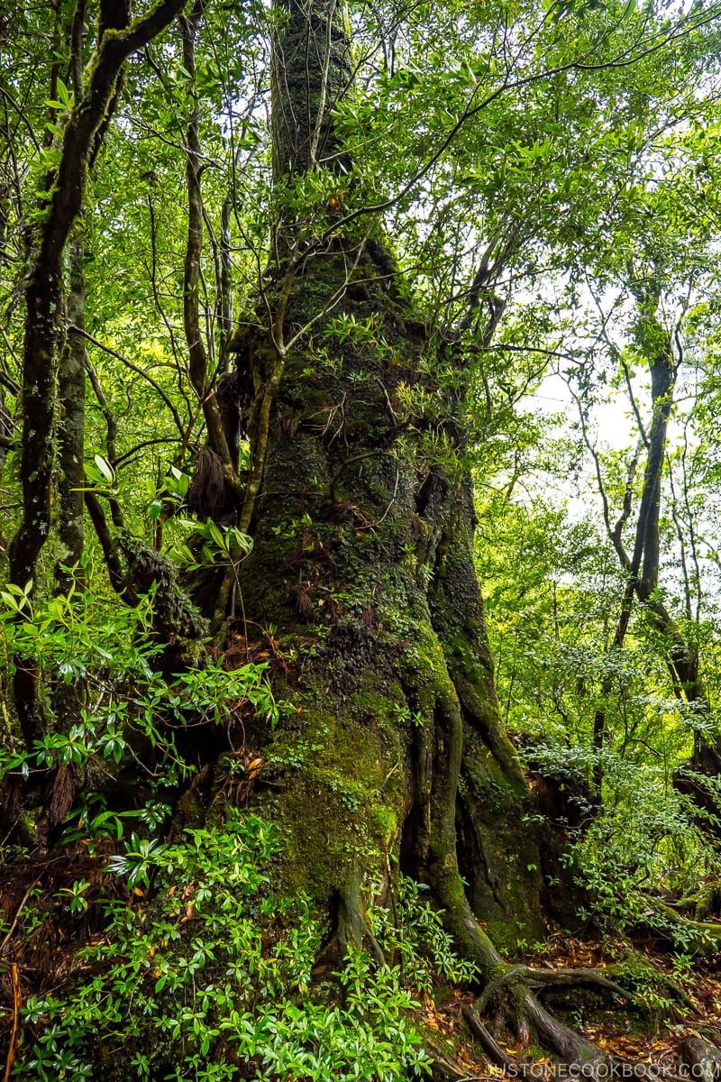 a large second generation cedar tree Shiratani Unsui Gorge - Yakushima Travel Guide | www.justonecookbook.com 