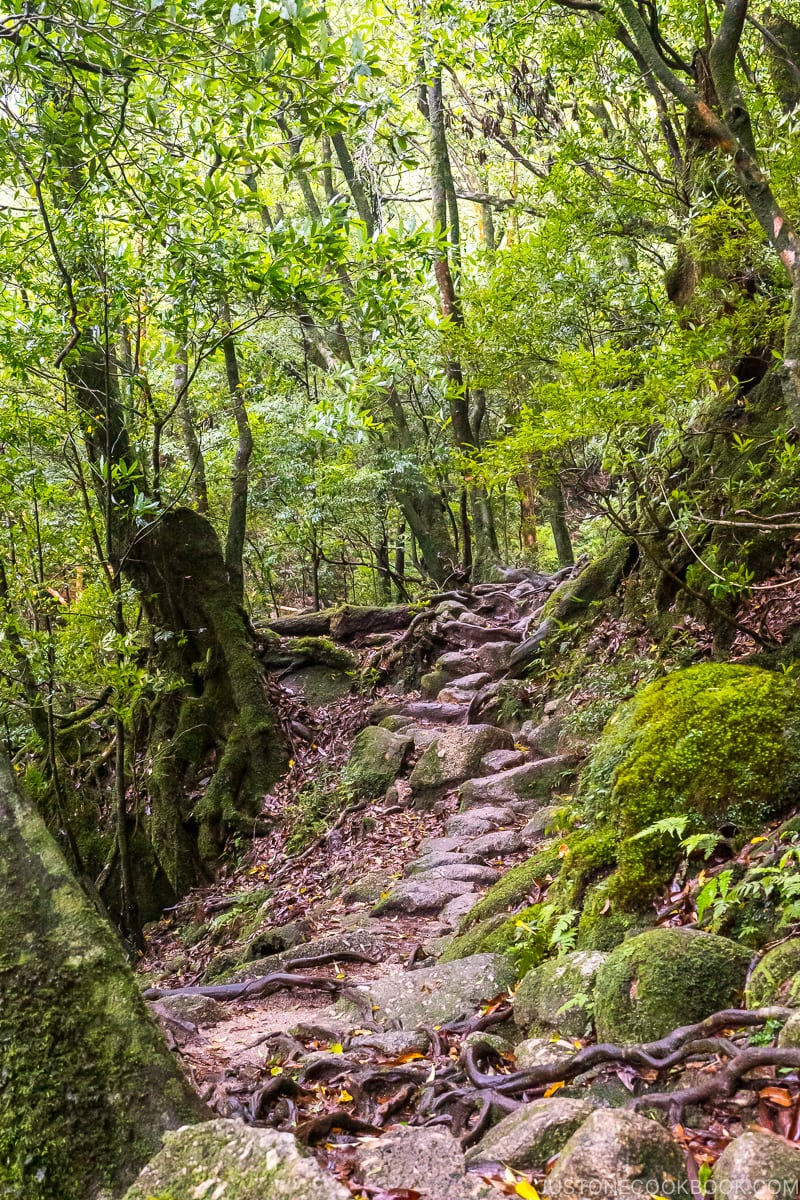 narrow trail made up of uneven rock at Shiratani Unsui Gorge - Yakushima Travel Guide | www.justonecookbook.com