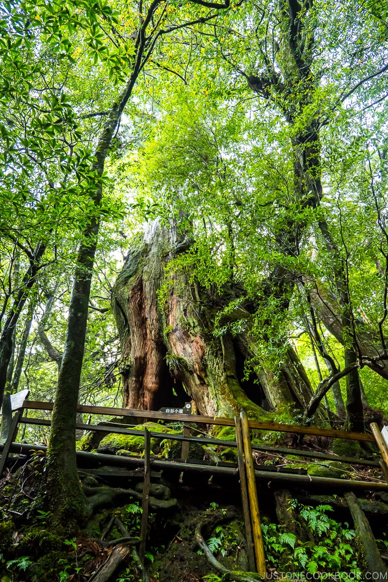 second generation Japanese cedar tree - Yakushima Travel Guide | www.justonecookbook.com 