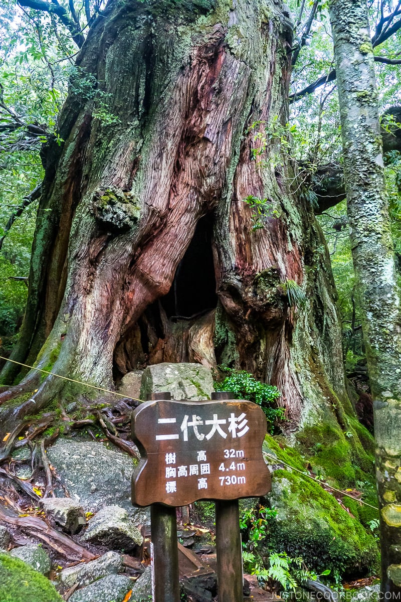 large second generation yakusugi cedar tree - Shiratani Unsui Gorge - Yakushima Travel Guide | www.justonecookbook.com
