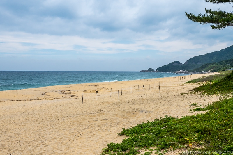 Roped off area where sea turtles laid their eggs at Inakahama Beach - Yakushima Travel Guide | www.justonecookbook.com 