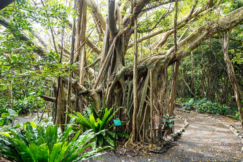 walking path and banyan trees at Shitoko Gajumaru Banyan Park - Yakushima Travel Guide | www.justonecookbook.com