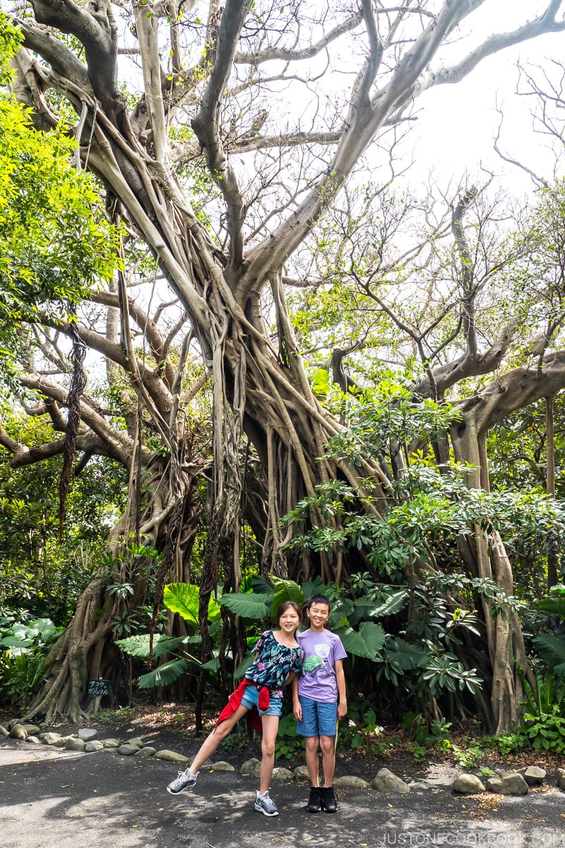 two children in front of a tall banyan tree at Shitoko Gajumaru Banyan Park - Yakushima Travel Guide | www.justonecookbook.com