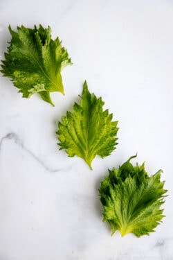 Shiso Leaves | Easy Japanese Recipes at JustOneCookbook.com