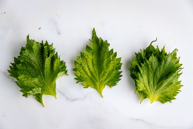 Shiso (Green and Red Perilla)