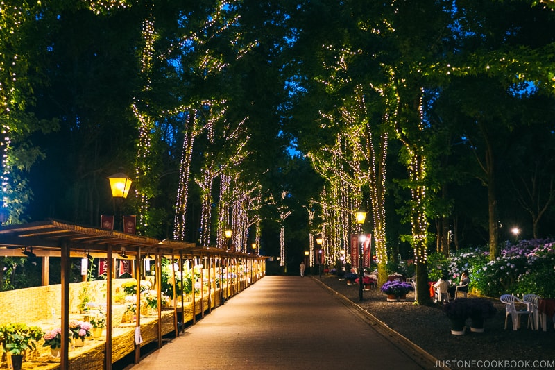 lite up tree lined the walking path at Huis Ten Bosch