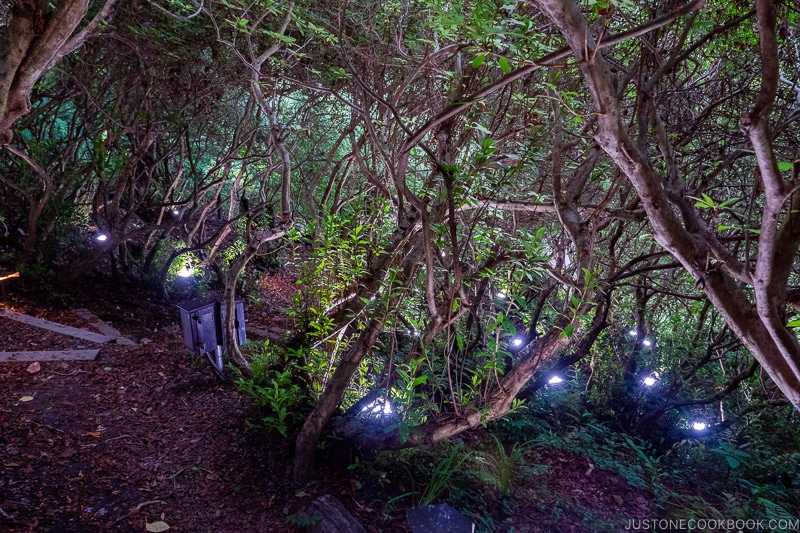 path inside trees at Mifuneyama Rakuen