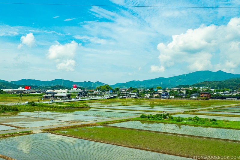 scenery of rice patty in Kyushu Japan