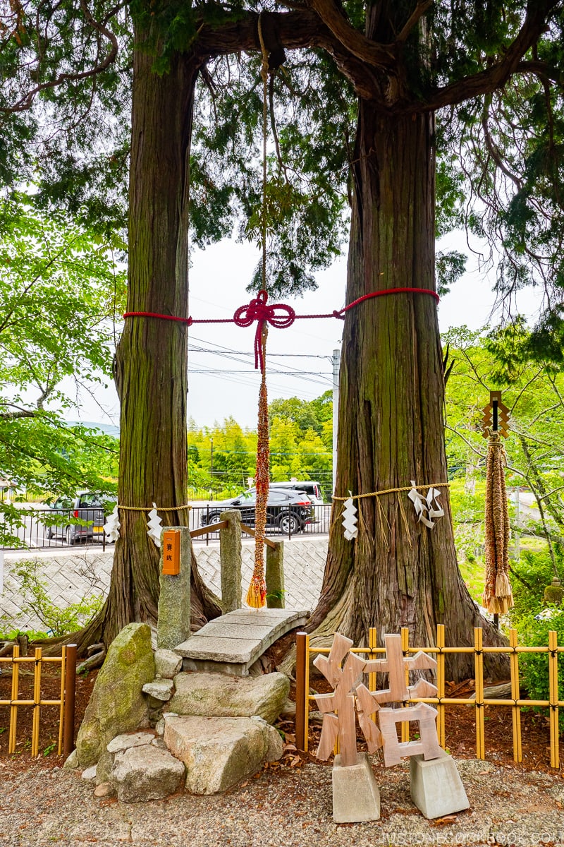 couple cypress tree at Takeo Shrine