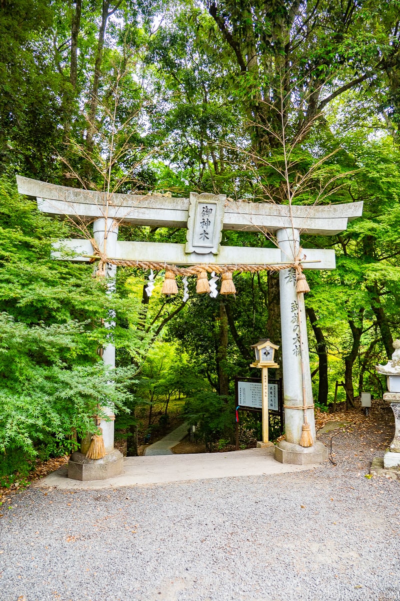 torii gate to the sacred camphor tree at Takeo Shrine