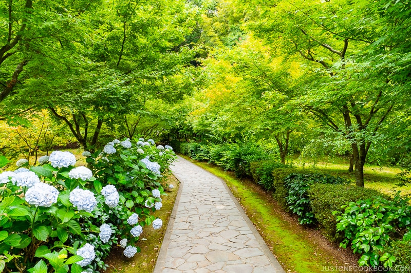 path to the sacred camphor tree at Takeo Shrine