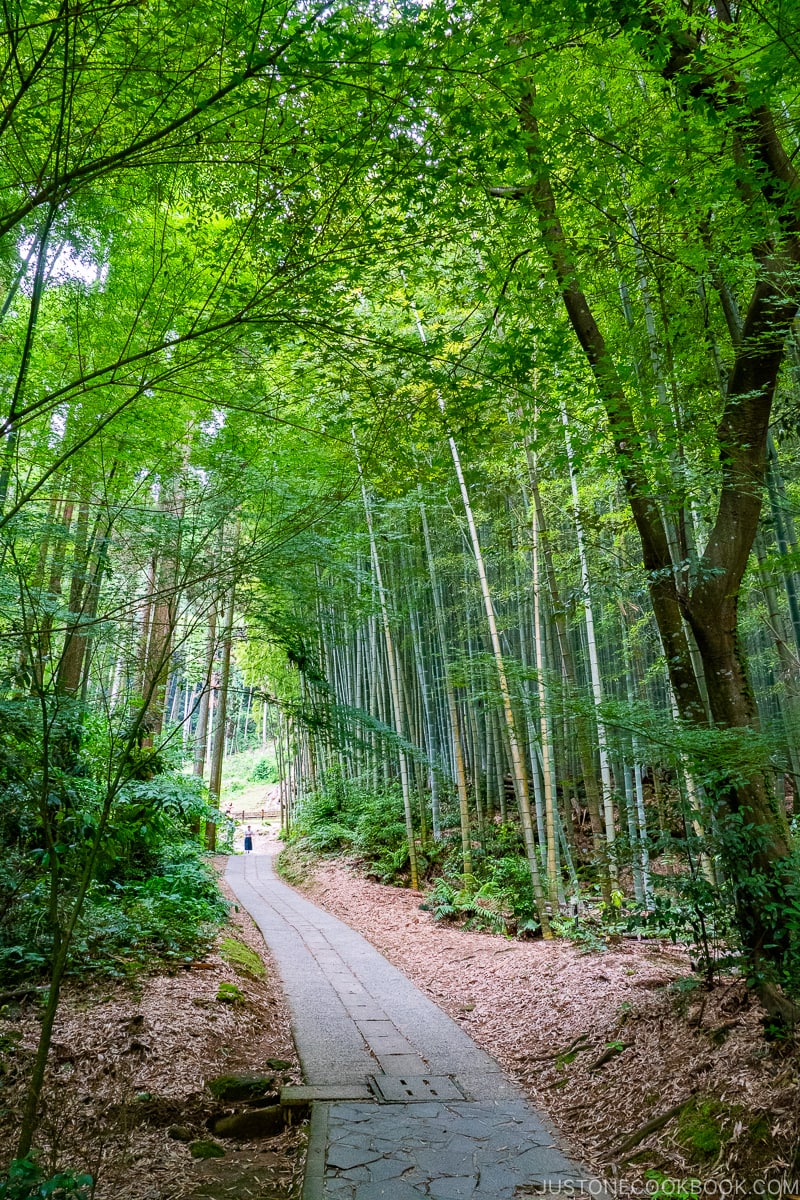 bamboo forest near sacred camphor tree at Takeo Shrine