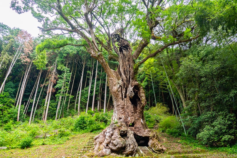 sacred camphor tree at Takeo Shrine