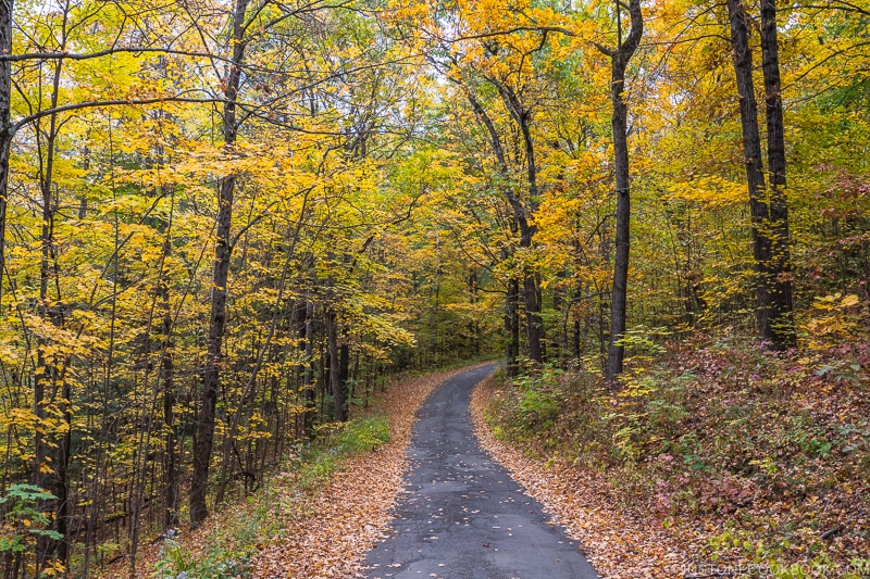 a small road in the middle surrounded by trees on both sides