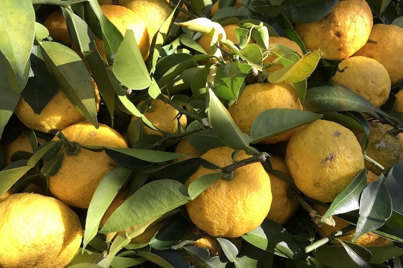 yuzu fruits on the tree