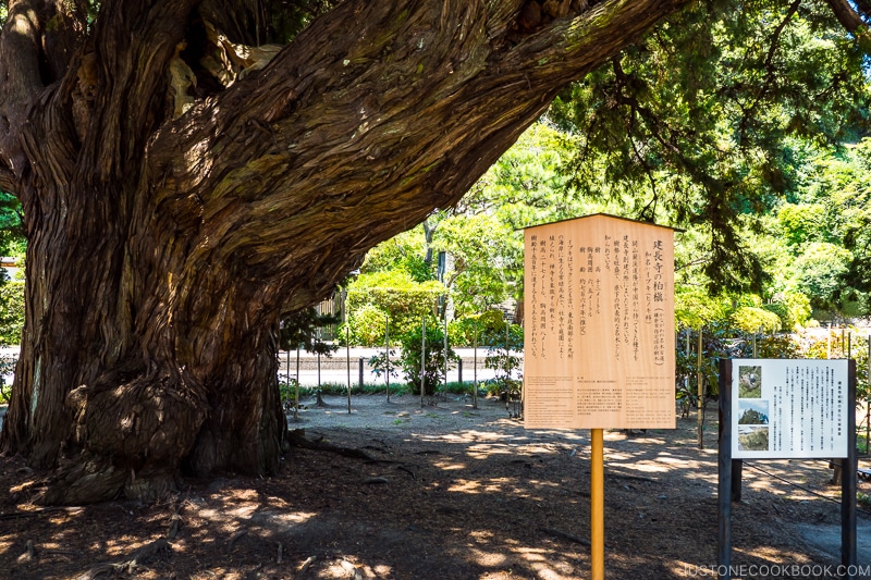 spiritual tree at Kenchōji