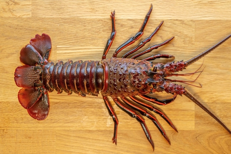 Image of spiny lobster