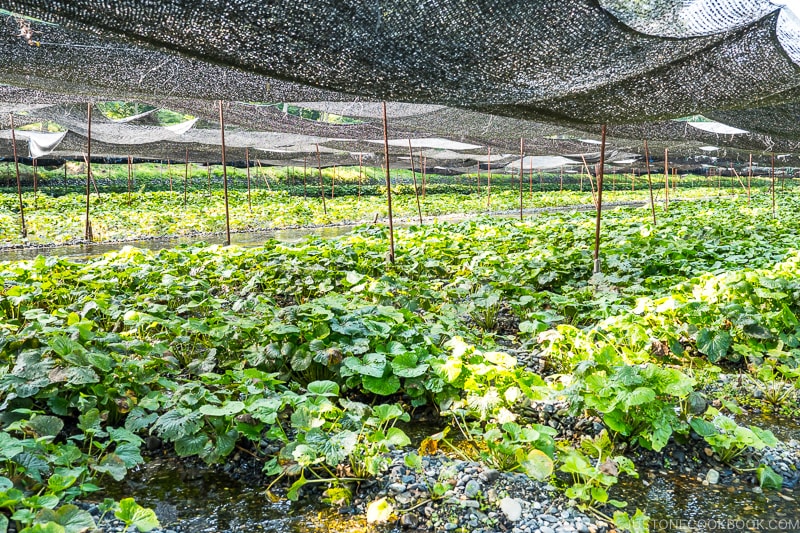 wasabi plants under covered shade