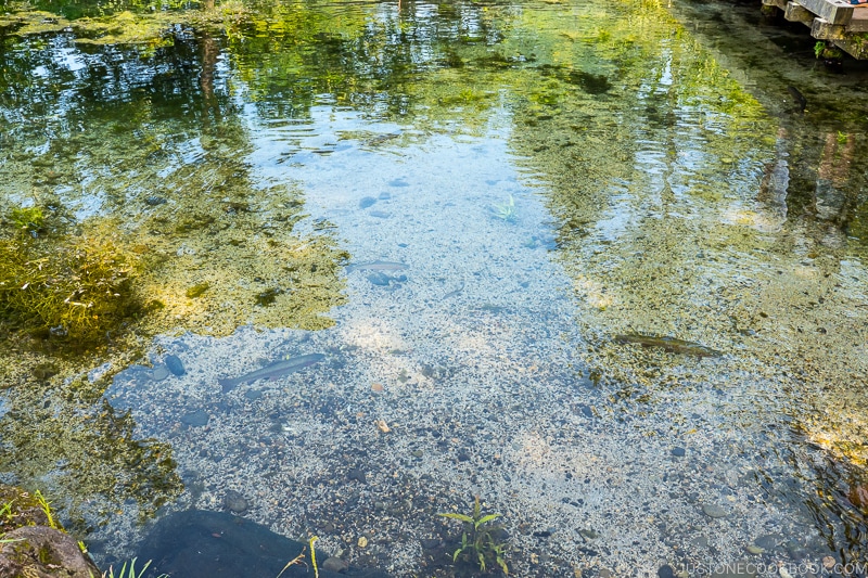 fish swimming in a pond