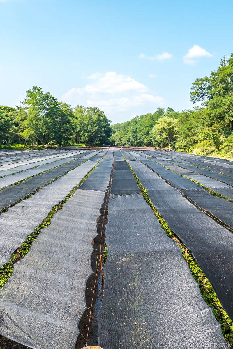 rows of shades covering wasabi plants