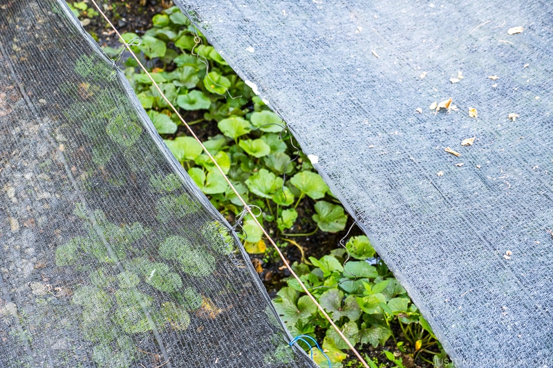 wasabi plants under covered shade