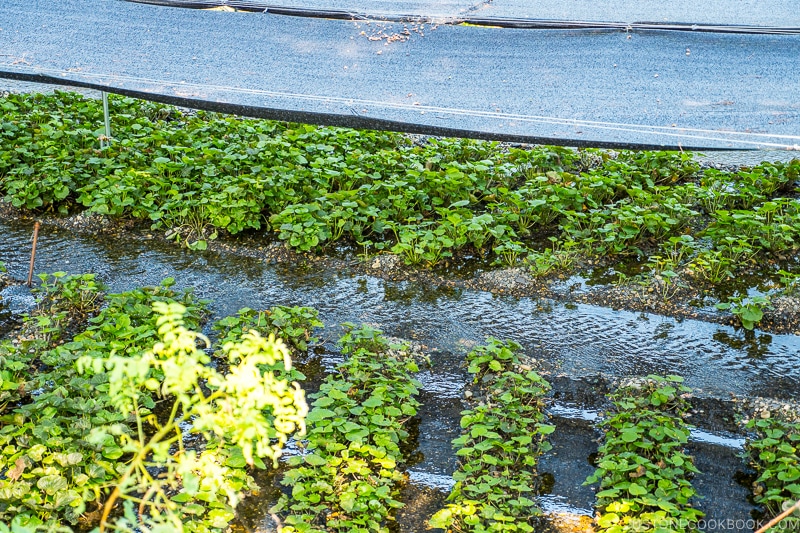 wasabi plants under covered shade