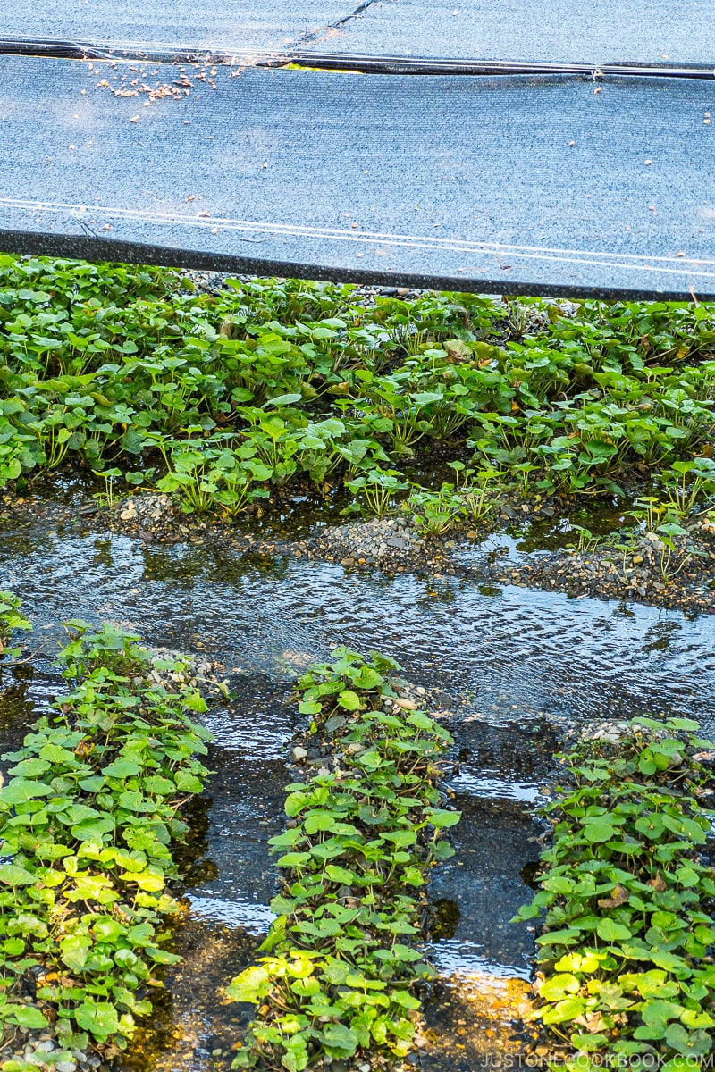 wasabi plants under covered shade with water flowing in between