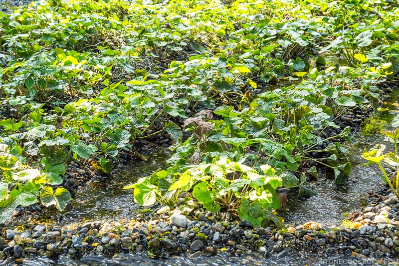 wasabi plants growing in rocks